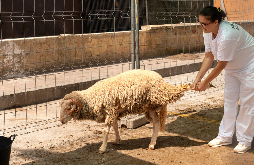 الأردن يستورد 400 طن لحوم ضأن سورية لتعزيز الإمدادات