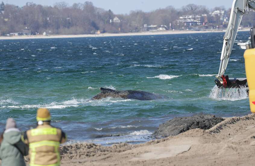بعد أيام من محاولات إنقاذه.. حوت أحدب يعود إلى المياه المفتوحة قبالة السواحل الألمانية (صور+فيديو)