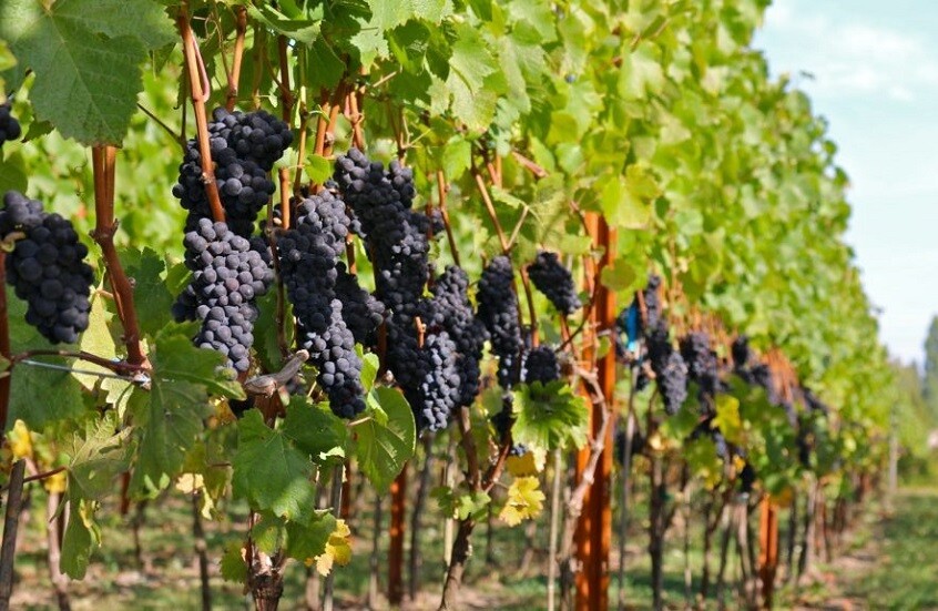 نواة عنب قديمة تكشف سر أصناف النبيذ التي نعرفها اليوم