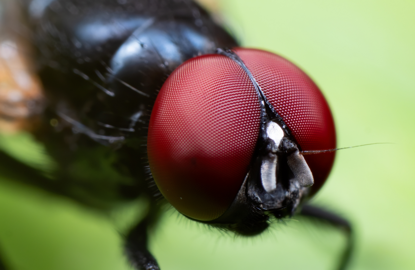 ذباب أسود لاسع يغزو جنوب كاليفورنيا