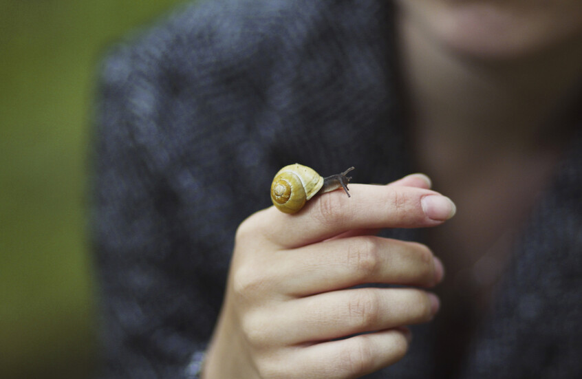 ثورة في سرطان الأمعاء.. روبوتات مستوحاة من الحلزون توصل الأدوية مباشرة إلى الأورام