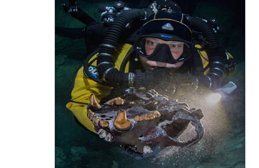 العثور على عظام حيوانات عملاقة تعود إلى العصر الجليدي في كهف تحت الماء بولاية تكساس