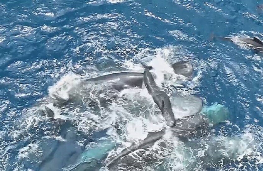 علماء يوثقون ولادة صغير لحوت العنبر وتعاون الحيتان في رعايته (فيديو)