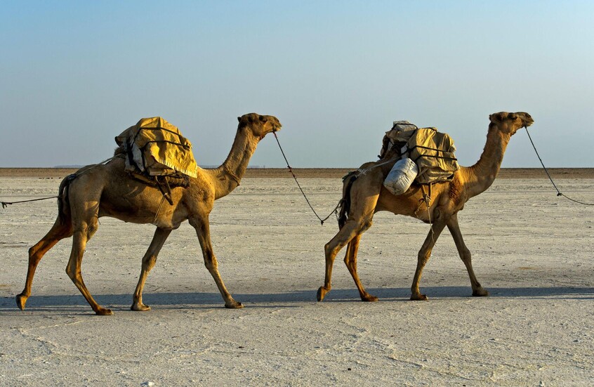 الشرطة الهندية تضبط مهرب خمور استخدم الجمال لتجاوز نقاط التفتيش