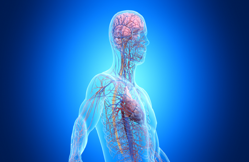 حقيقة صادمة.. كتب التشريح لا تحكي القصة كاملة عن أجسامنا