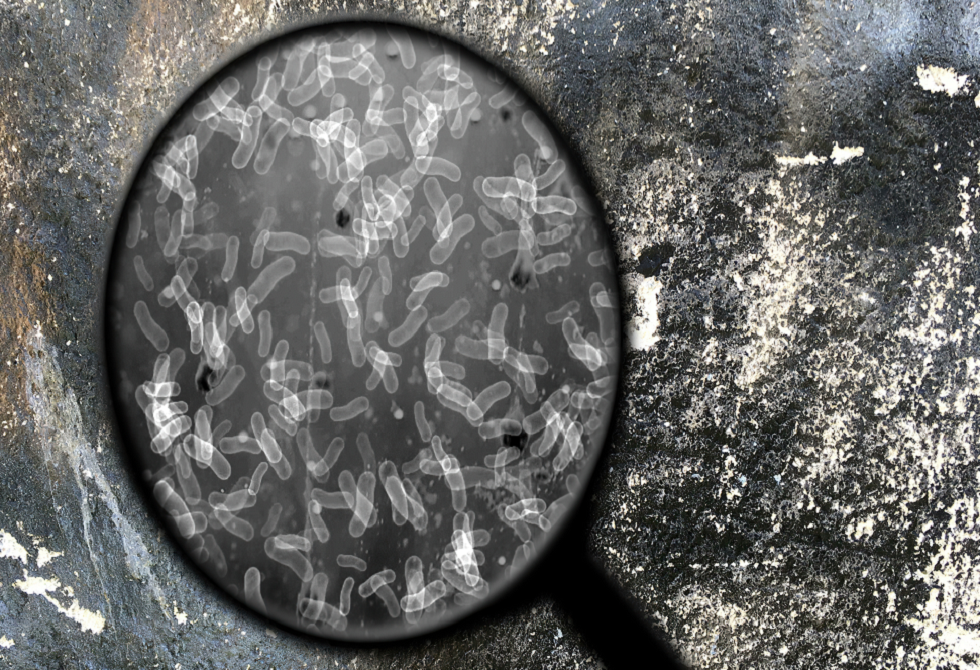 خطر كامن في التربة الأمريكية قد يتسبب بتفش عدواني محتمل