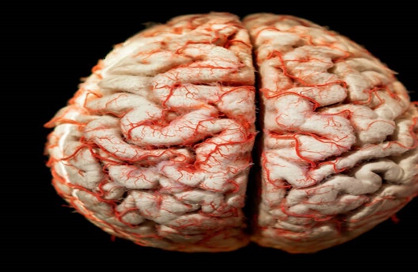 دراسة تكشف فجوة بين الذكاء الاصطناعي والدماغ البشري في الرؤية الحاسوبية