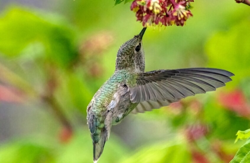 الطيور الطنانة تستهلك كمية كحول تعادل حصة يومية للبشر دون أن تسكر!