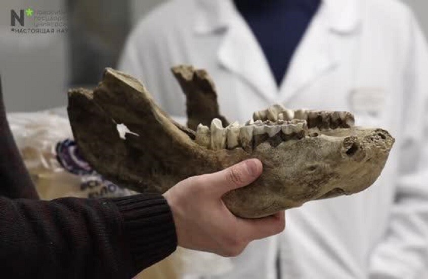 علماء روس يجرون أول فحص مقطعي محوسب لفكوك حيوانات وحيد القرن الصوفي القديمة في سيبيريا