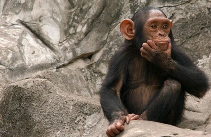 مصر.. اكتشاف بقايا قد تعود لأقدم الرئيسيات على وجه الأرض