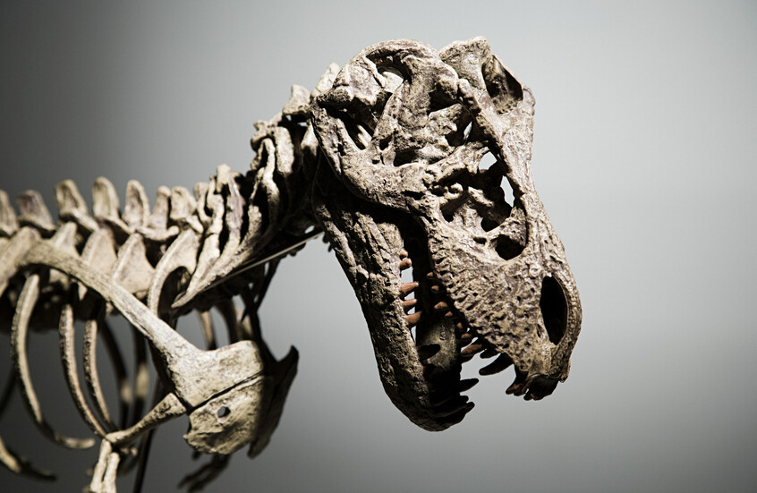 ديناصور "لطيف" يثير دهشة العلماء.. اكتشاف نادر في كوريا الجنوبية