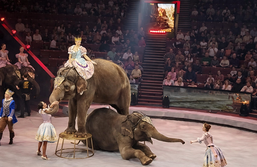 من تقاليد عريقة إلى حكاية خيالية… "بياض الثلج" تتألق في سيرك موسكو الكبير