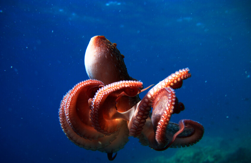 تزاوج دون أي اتصال بصري!.. الأخطبوط يمتلك ذراعا حساسة تقود عملية التخصيب بالكامل