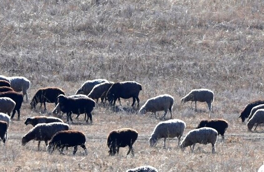 سوريا.. وفاة شاب في جرابلس ونفوق أغنام إثر صاعقة رعدية