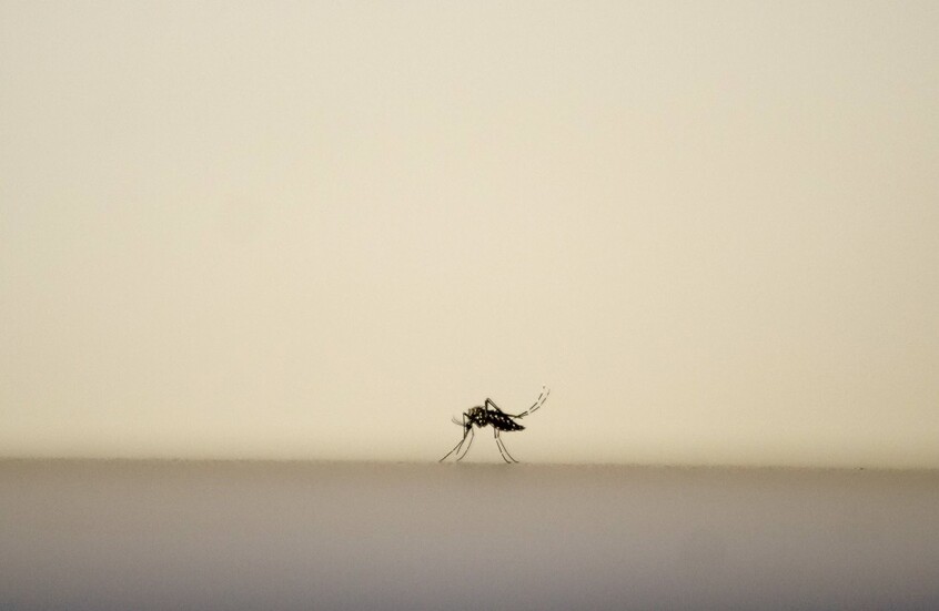 عالم أوبئة إندونيسي يحذر من وصول الحشرات الناقلة للأمراض إلى أوروبا