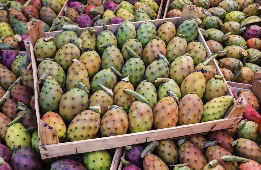 مراجعة علمية تكشف عن فوائد صحية غير متوقعة للتين الشوكي