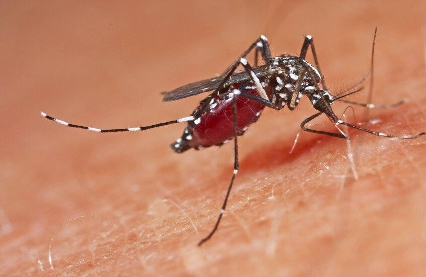 طفيليات ينقلها البعوض للإنسان
