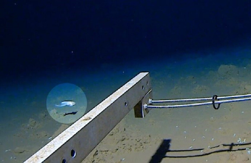 اكتشاف كائنات حية غامضة في أعماق البحار قبالة سواحل اليابان