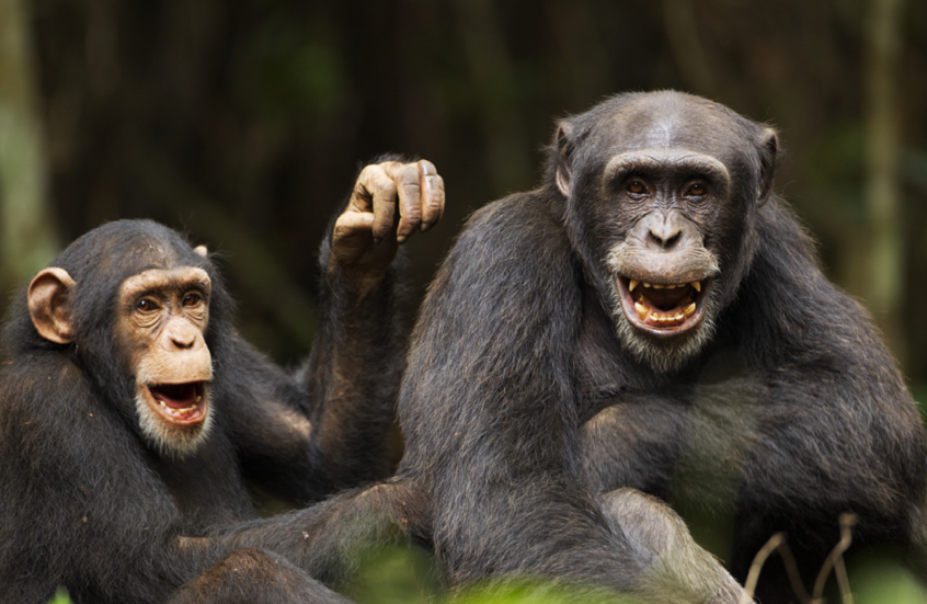 انقسام دموي بين الشمبانزي يشبه "حربا أهلية" يهزّ المجتمع العلمي