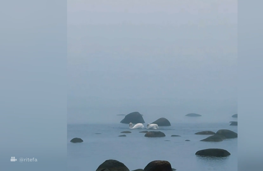 شاهد.. رقصة تزاوج البجع في خليج فنلندا