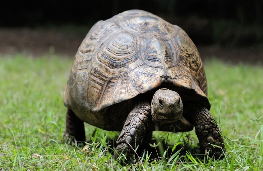 دراسة: إنسان نياندرتال استخدم السلاحف كأدوات وليس كغذاء فقط