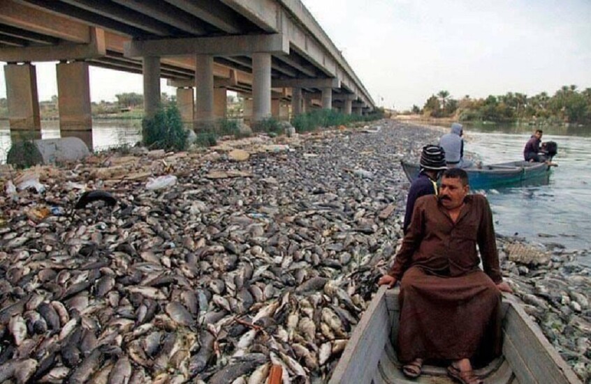 العراق.. نفوق أكثر من 1000 طن من الأسماك