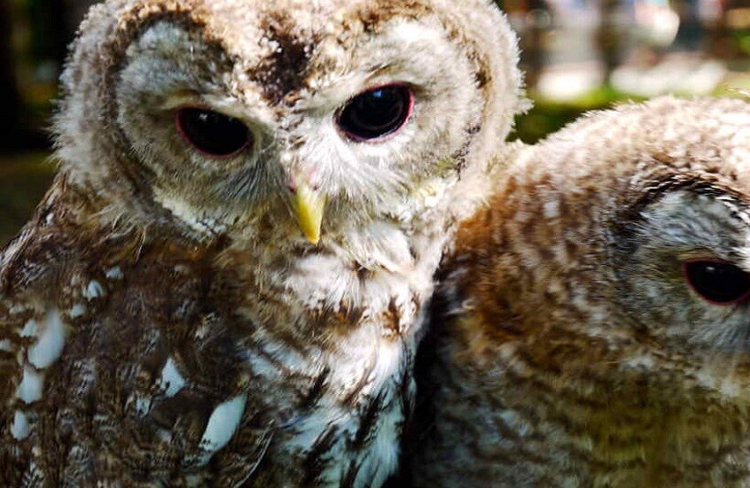 صغار البوم تظهر في حدائق موسكو مع بداية الربيع