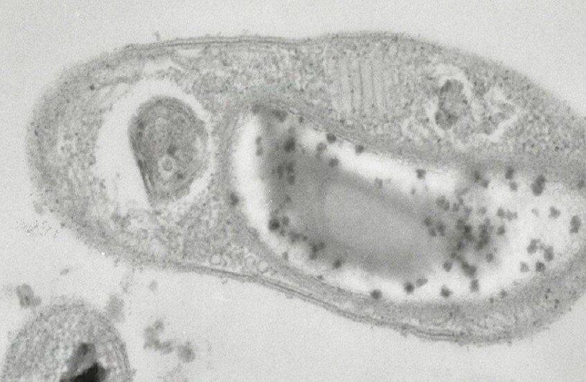 علماء روس يكتشفون سلالة بكتيرية جديدة في المياه الجوفية بسيبيريا