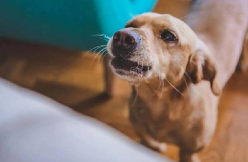 طبيب بيطري يوضح حقيقة خصائص اللعاب المطهرة عند الكلاب