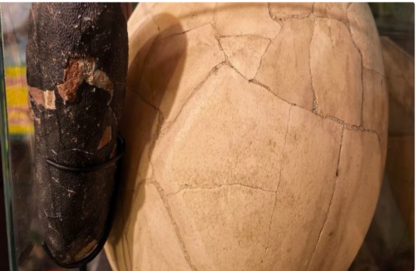 روسيا.. تعزيز مقتنيات متحف حديقة حيوان إيركوتسك بقطعة أحفورية نادرة