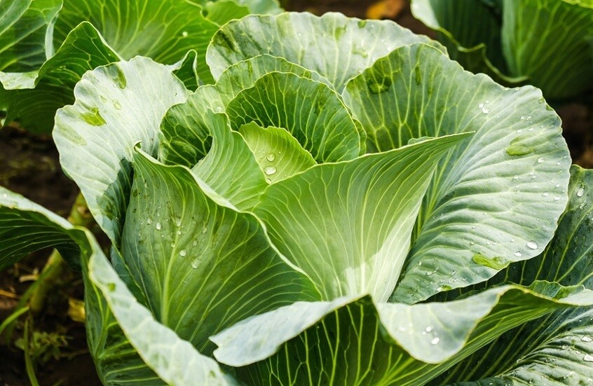 حل بيئي مبتكر.. نباتات تنظف التربة وتنتج معادن ثمينة