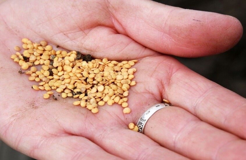 خبيرة روسية: غياب بنوك الجينات النباتية ينذر بانهيار غذائي عالمي خلال 20 عاما