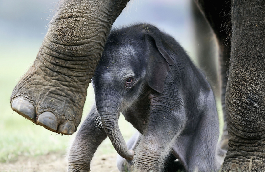 فيلة آسيوية صغيرة تشعل السوشيال ميديا بعد تخلي أمها عنها