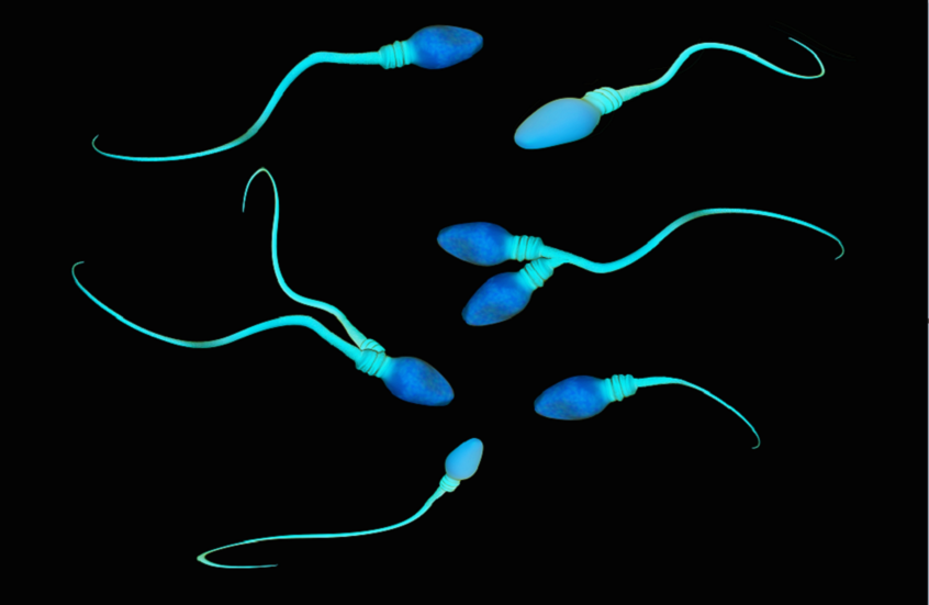 ضعف الخصوبة لدى الرجال وعلاقته بزيادة خطر السرطان