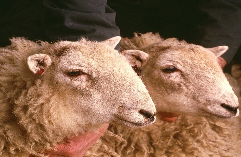 دراسة طويلة تكشف تأثير الطفرات على استمرارية السلالات المستنسخة