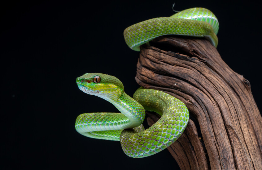 نوع جديد من الثعابين في ميانمار يتقمص أشكالا متعددة!