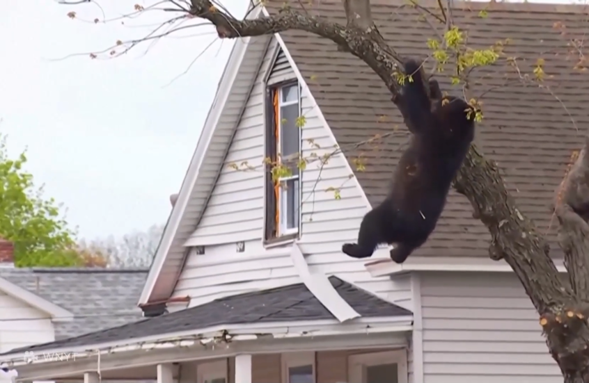 شرطة نيويورك تنقذ دبا عالقا على شجرة خلال عملية دامت عدة ساعات