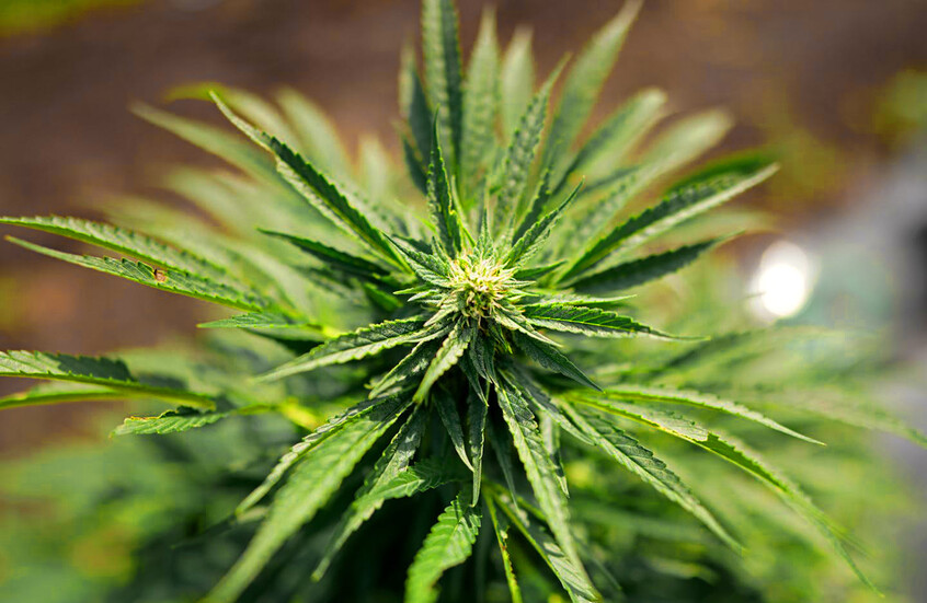 "أكسيوس": إدارة ترامب بصدد إعادة تصنيف الماريجوانا