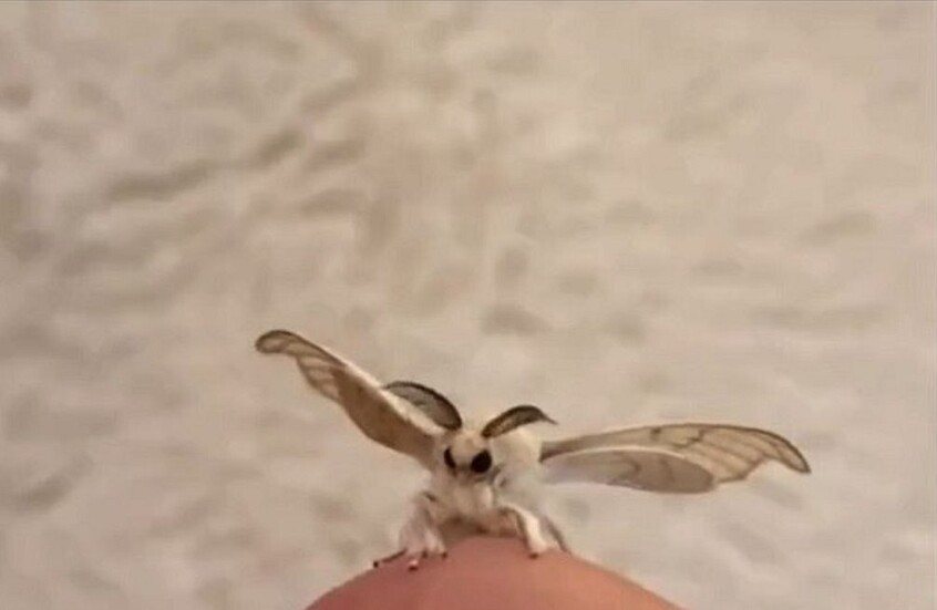 "الديدان المجنونة" تهاجم كولورادو