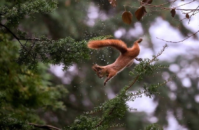 حين تُلهم السناجب الروبوتات.. ابتكار قادر على القفز بين الأسطح الضيقة (فيديو)