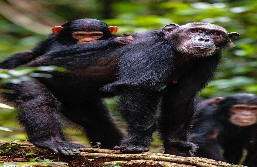 علماء يكتشفون سلوكا طبيا متقدما لدى الشمبانزي في أوغندا