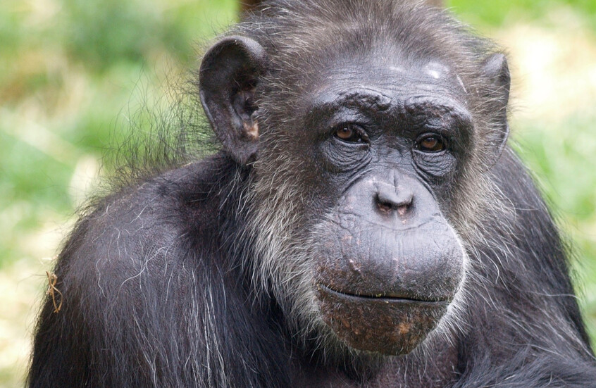 "أكسيوس": قرد يمنع بحارا أمريكيا من التوجه إلى مضيق هرمز