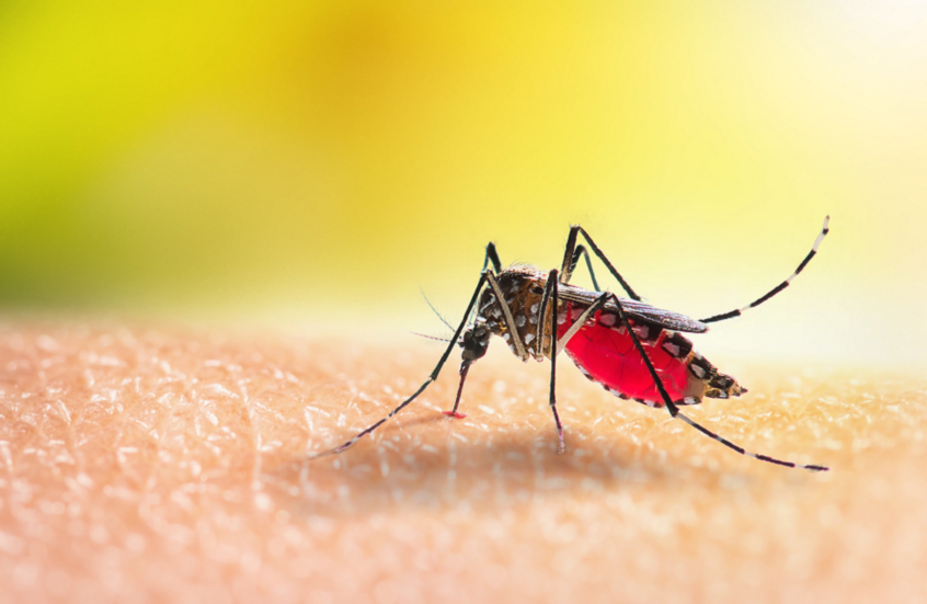 كشف أسرار فيروسات كامنة داخل بعوض الزاعجة المصرية