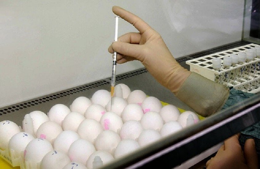 علماء يقتربون من تطوير دجاج ينتج بروتينات طبية داخل البيض