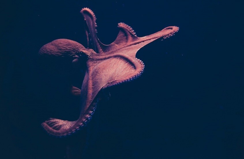 "أكبر اللافقاريات المفترسة في تاريخ الأرض"!.. اكتشاف أخطبوطات عملاقة من عصر الديناصورات