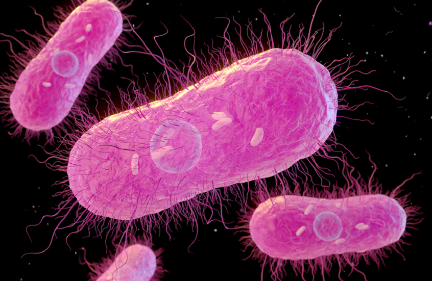 إصابات بالسالمونيلا في 13 ولاية أمريكية مرتبطة بالدواجن المنزلية
