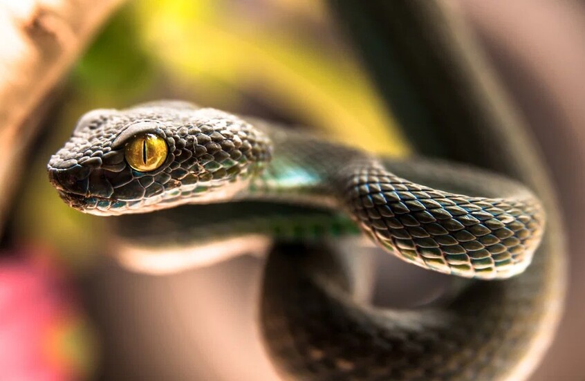 كوبرا مصرية تقتل سائحا ألمانيا أمام الجمهور