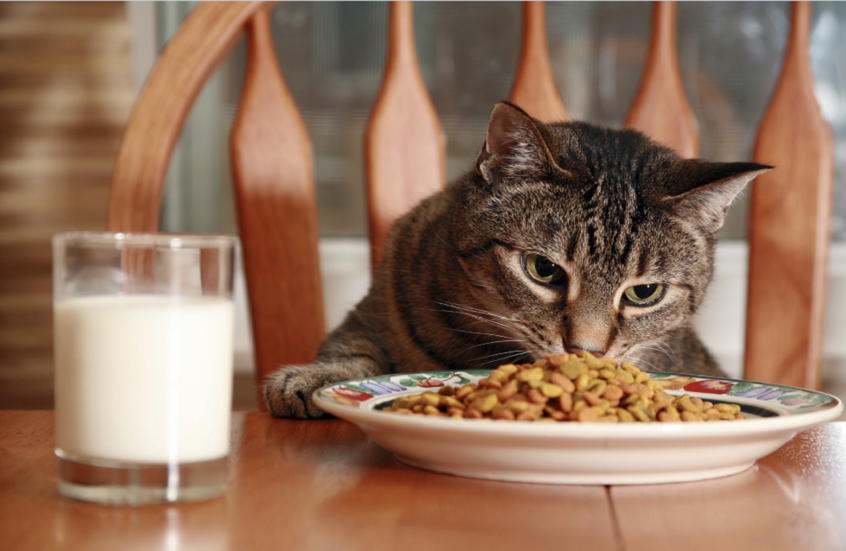 السر وراء توقف القطط المفاجئ عن تناول طعامها