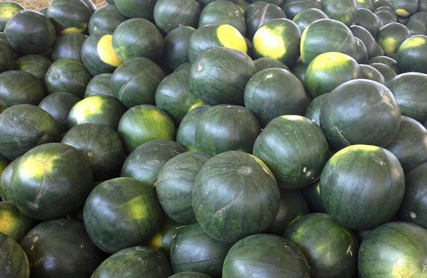 بعد تكرار حالات الإعياء.. مسؤول يكشف حقيقة "البطيخ المسرطن" في مصر