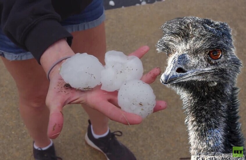 كارثة من السماء.. برد بحجم كرة البيسبول يدمر سيارات ويقتل "إيمو" في حديقة حيوان أمريكية (فيديو)